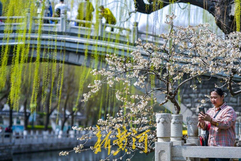 济南护城河畔“独树一枝”变身网红打卡点