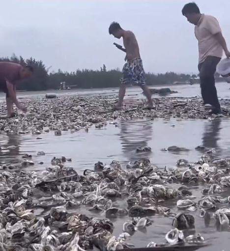 狂欢!台风后生蚝遍地市民组团赶海 我流下了羡慕的口水