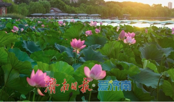 一年四季 泉在济南丨朝霞扮靓大明湖 晨光潋滟映荷塘
