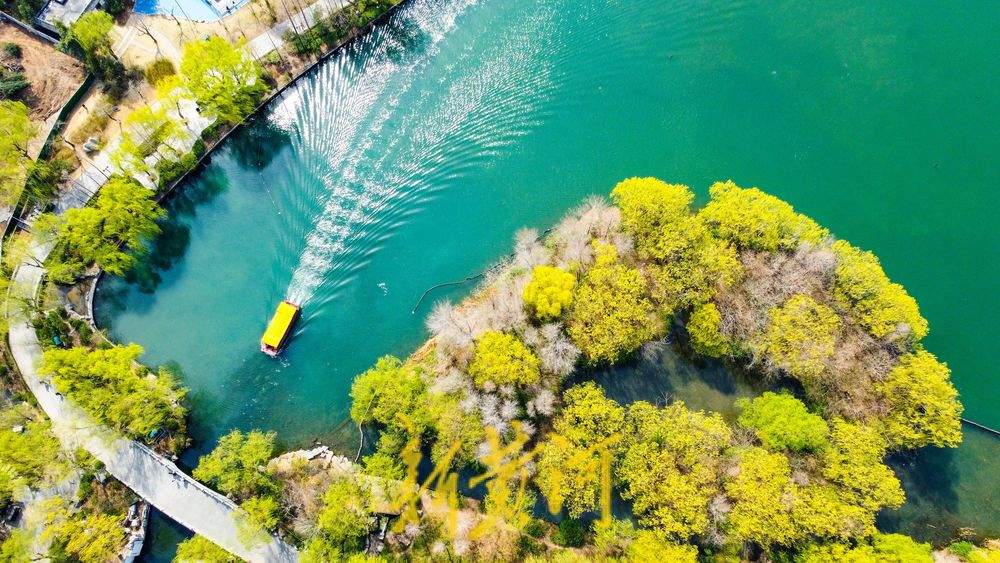 垂柳泛绿与碧水相伴，大明湖春色逐渐浓郁