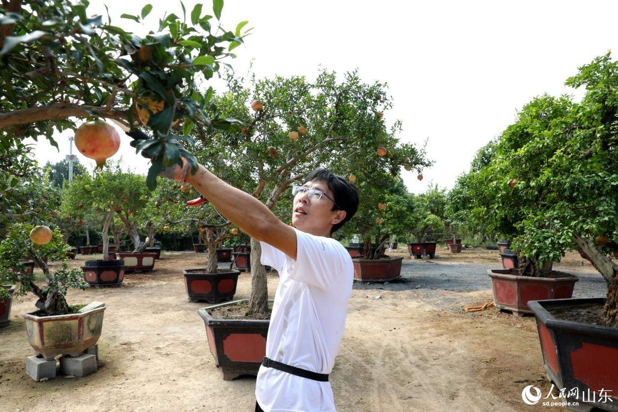 石榴“链”出幸福路