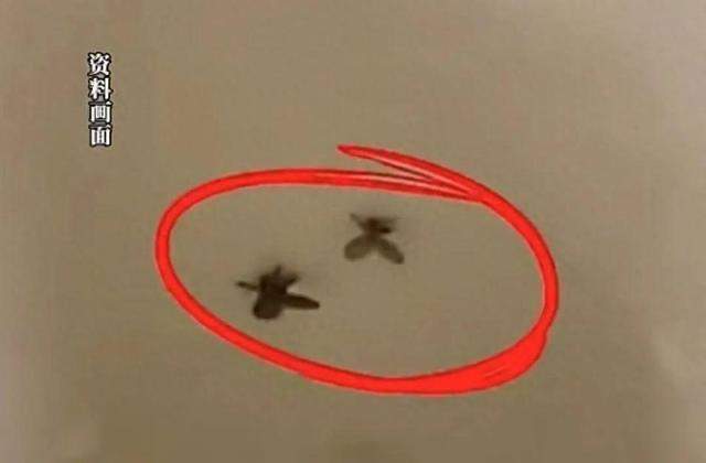 随手拍死蛾蚋 男子被迫摘除眼球 蛾蚋有哪些危害？