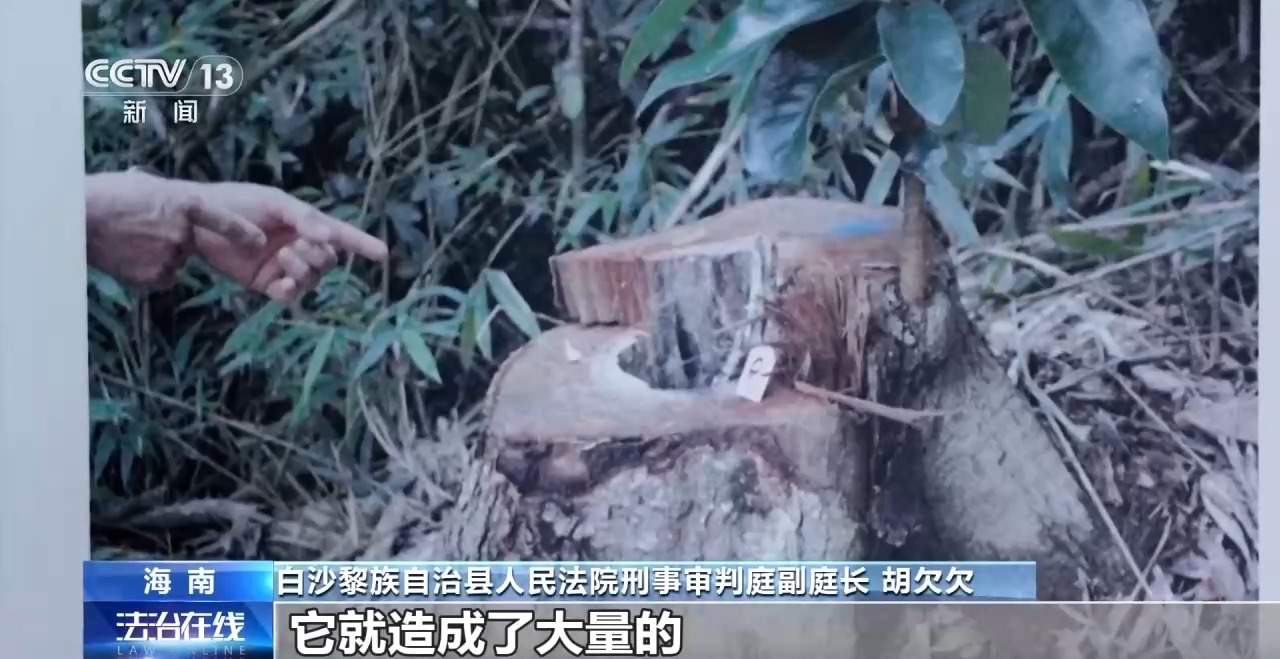 结伙徒步进山 多次在国家公园盗伐珍贵名木 26人被判刑