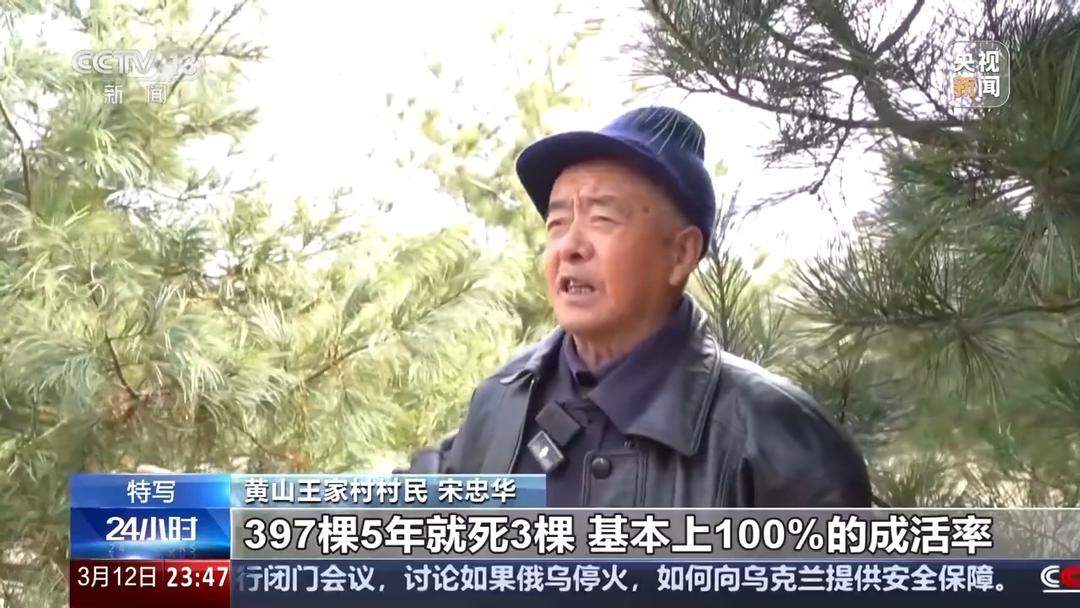 81岁山东村民植树二十载，无偿捐赠价值近百万红松树