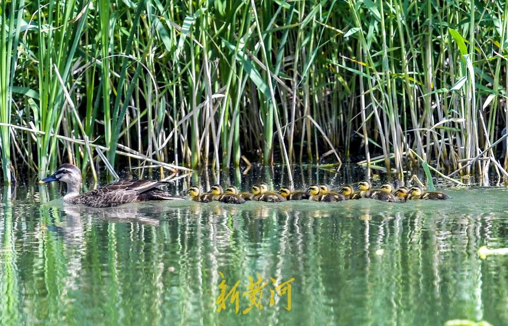 “快，跟上妈妈”，济南森林公园13只鸭宝宝随妈妈列队“巡游”