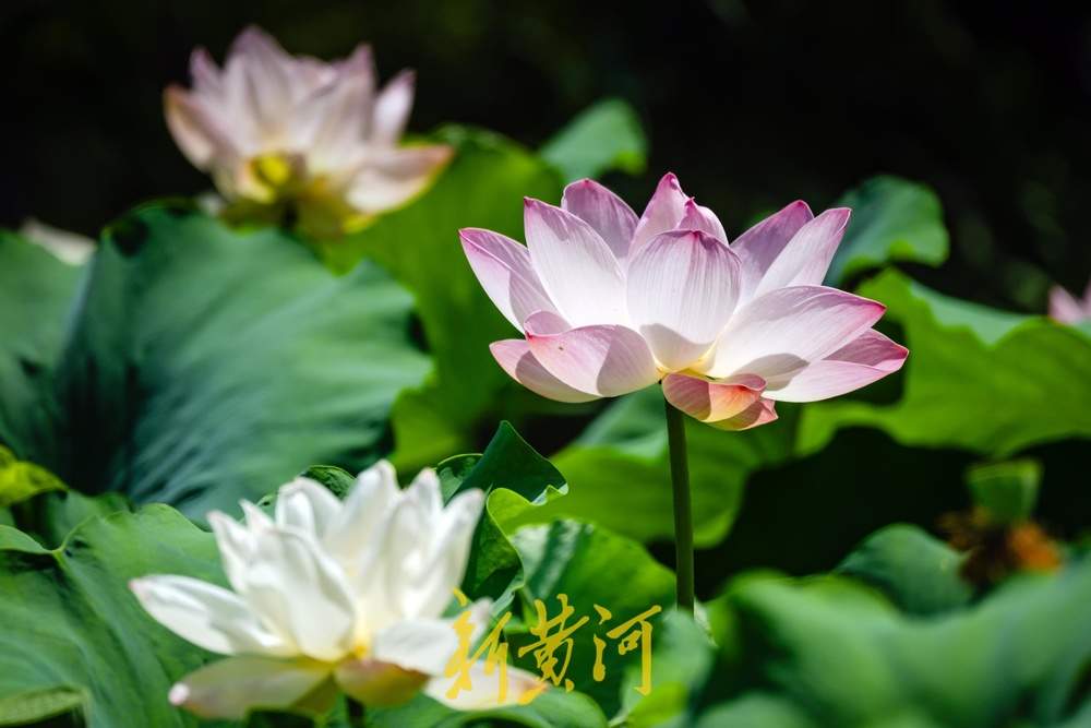 夏日限定！济南鲜花港万平荷塘荷花盛放