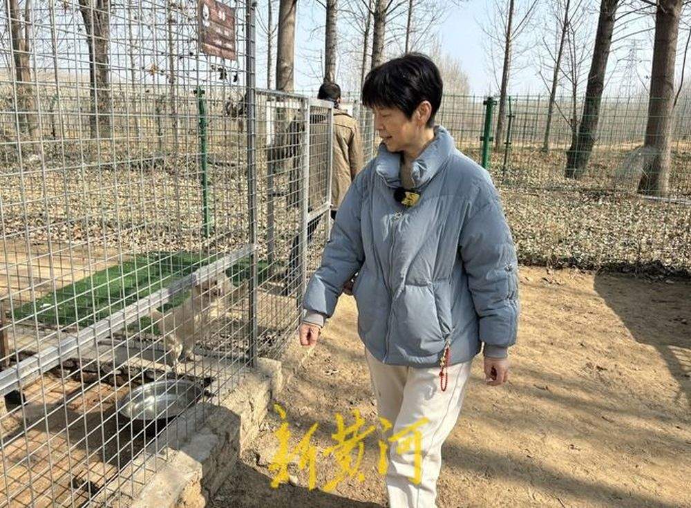 一名高校老师与她救助的800只流浪犬