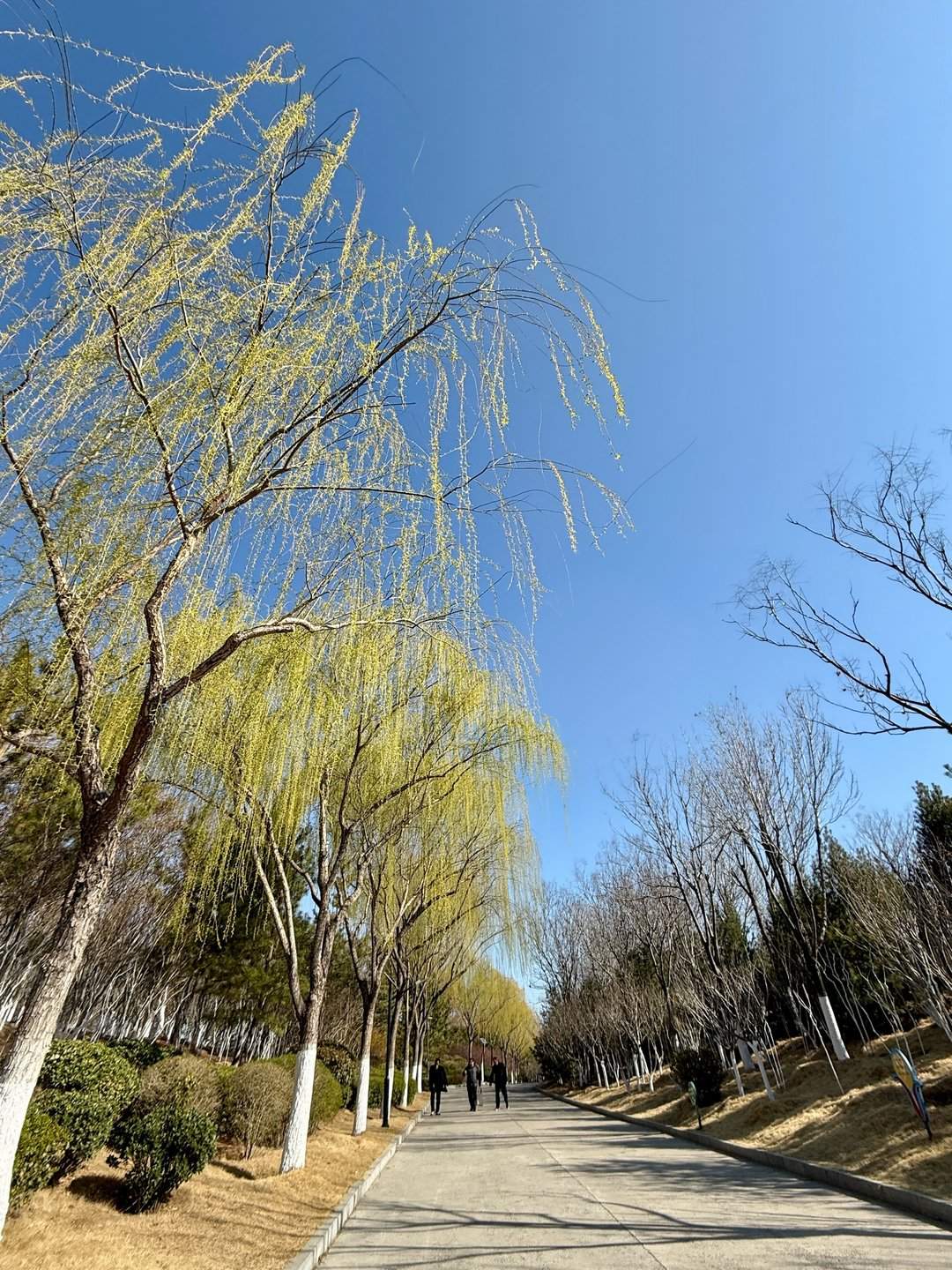 济南：开放式公园成市民赏春健身好去处