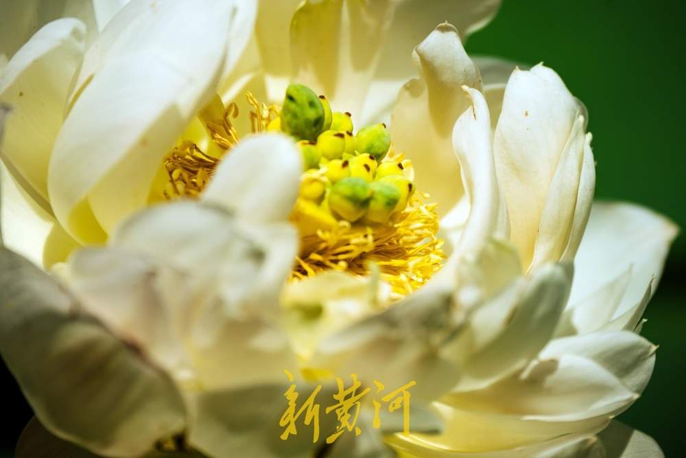 夏日限定！济南鲜花港万平荷塘荷花盛放