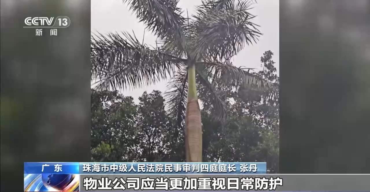 老人小区内遛弯被大王椰叶片砸成十级伤残 物业要担责吗？