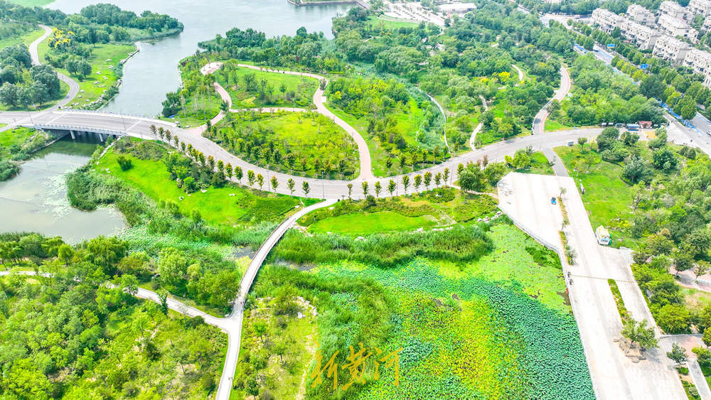 一年四季 泉在济南｜夏末诗意盛景 华山湿地呈现“接天莲叶无穷碧”