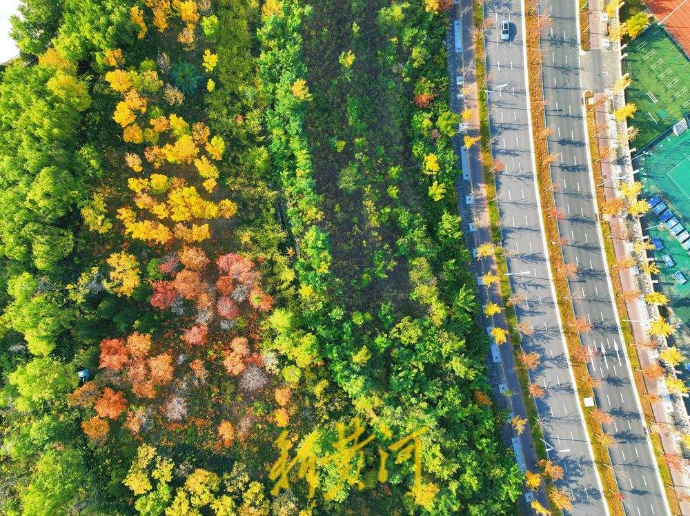 秋色烂漫 济南茂岭山公园层林尽染入画来