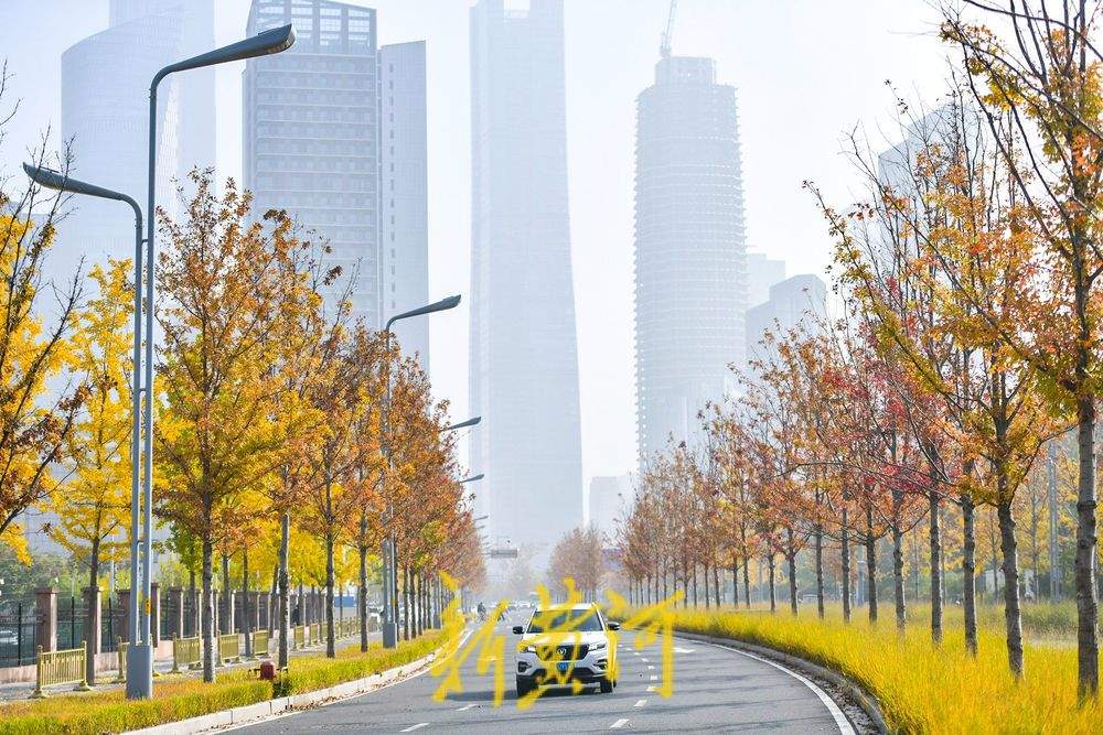 一年四季 泉在济南丨在济南CBD打卡深秋最美赏叶路