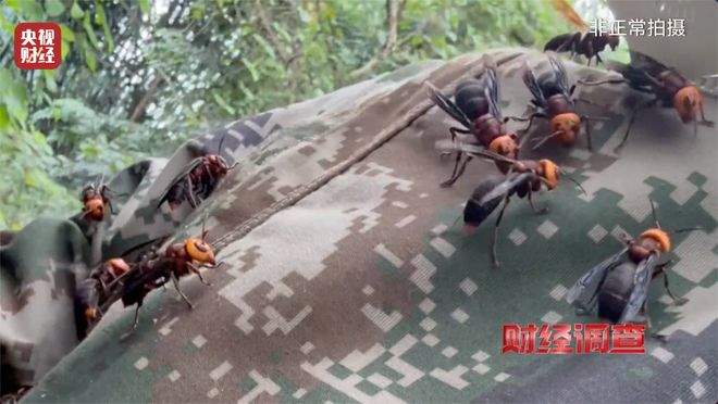 “杀人蜂”遭滥养 有人赚得盆满钵满 央视曝光