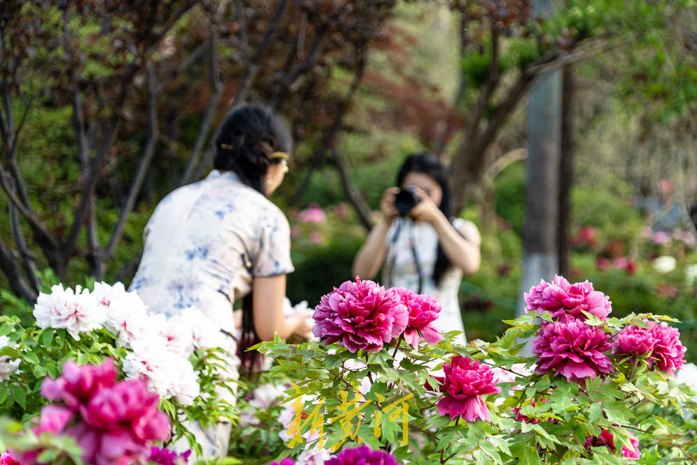 翰墨丹青绘国色，泉城牡丹醉游人