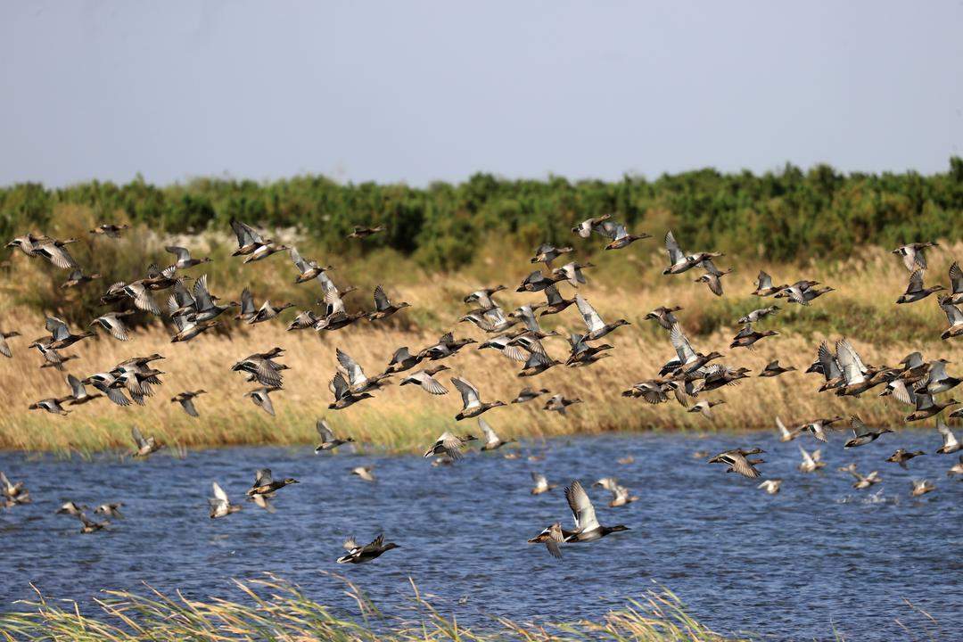 地处黄河下游,工作力争上游,山东这样书写新时代“黄河故事”