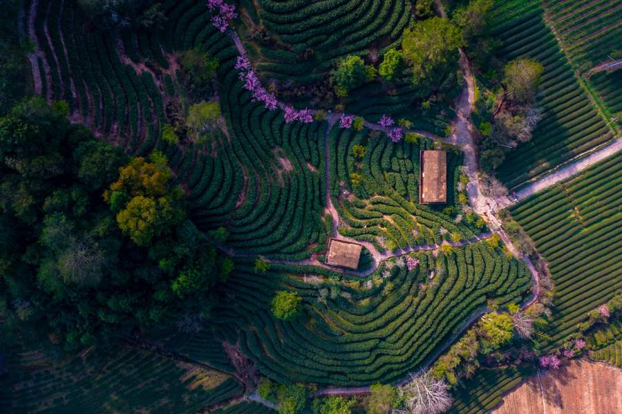 茶香武夷·“星”火燎原|2025武夷山茶足径业态招商推介会火热报名中