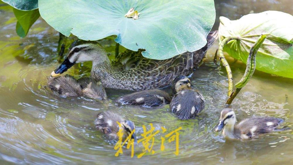1只鸭妈妈带9个“鸭宝宝”：济南夏日明湖“鸭”力十足