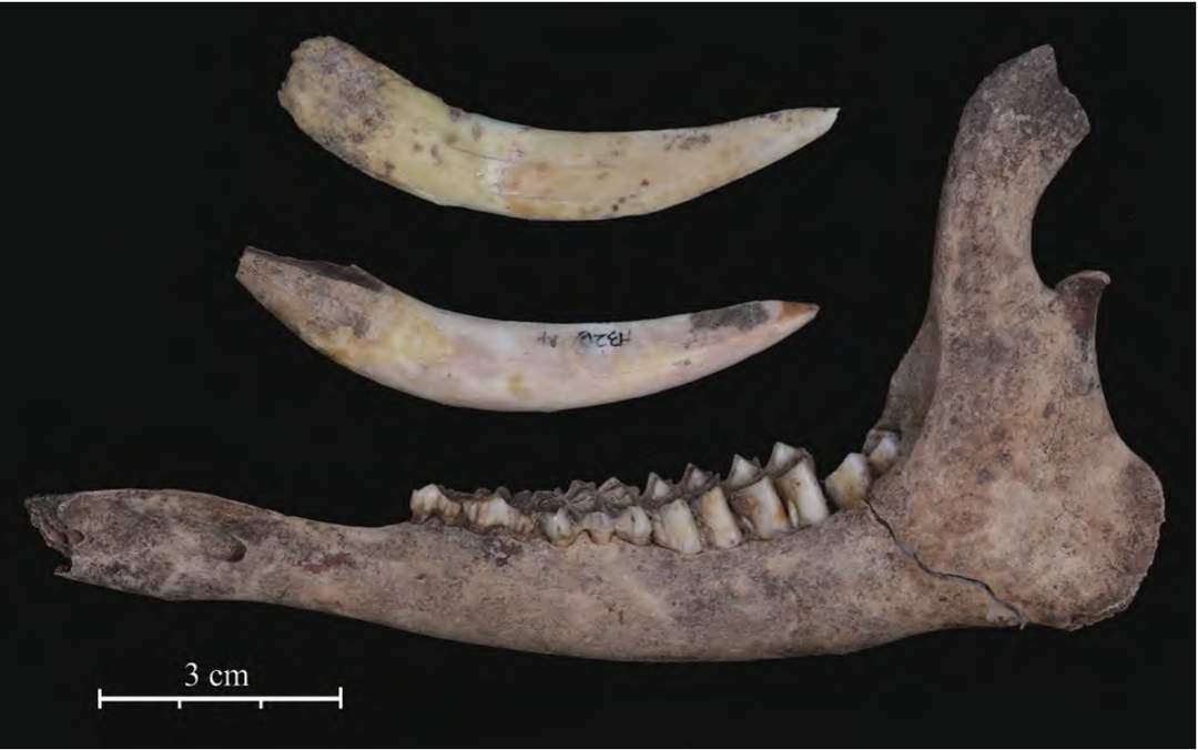 重大考古发现!山东发现9000年前炭化小豆,比黄帝炎帝的传说还要早4000年