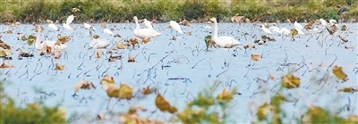 兴业富民 乡村和美（在中国·看中国）