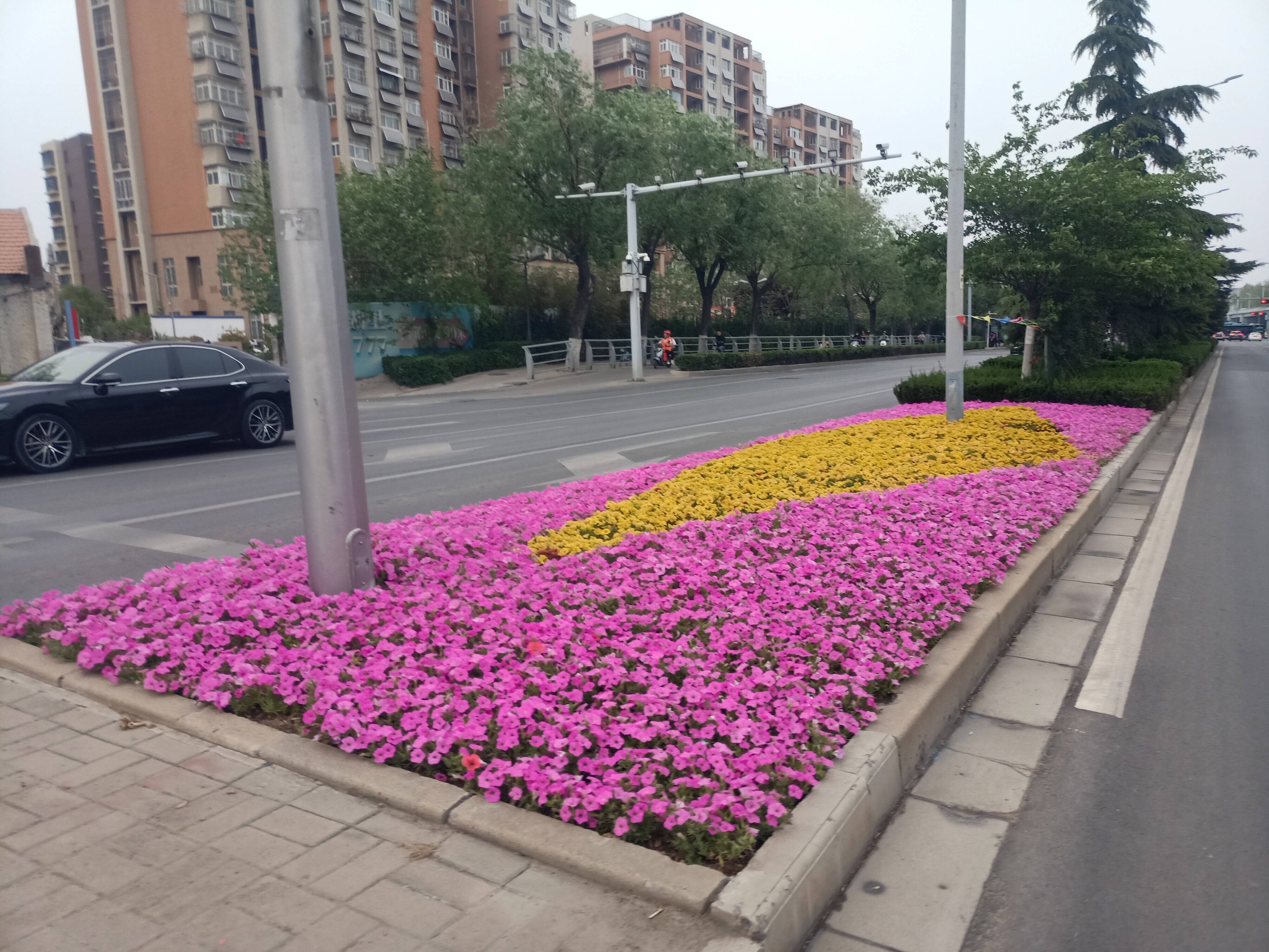 五一节路边摆花图片图片