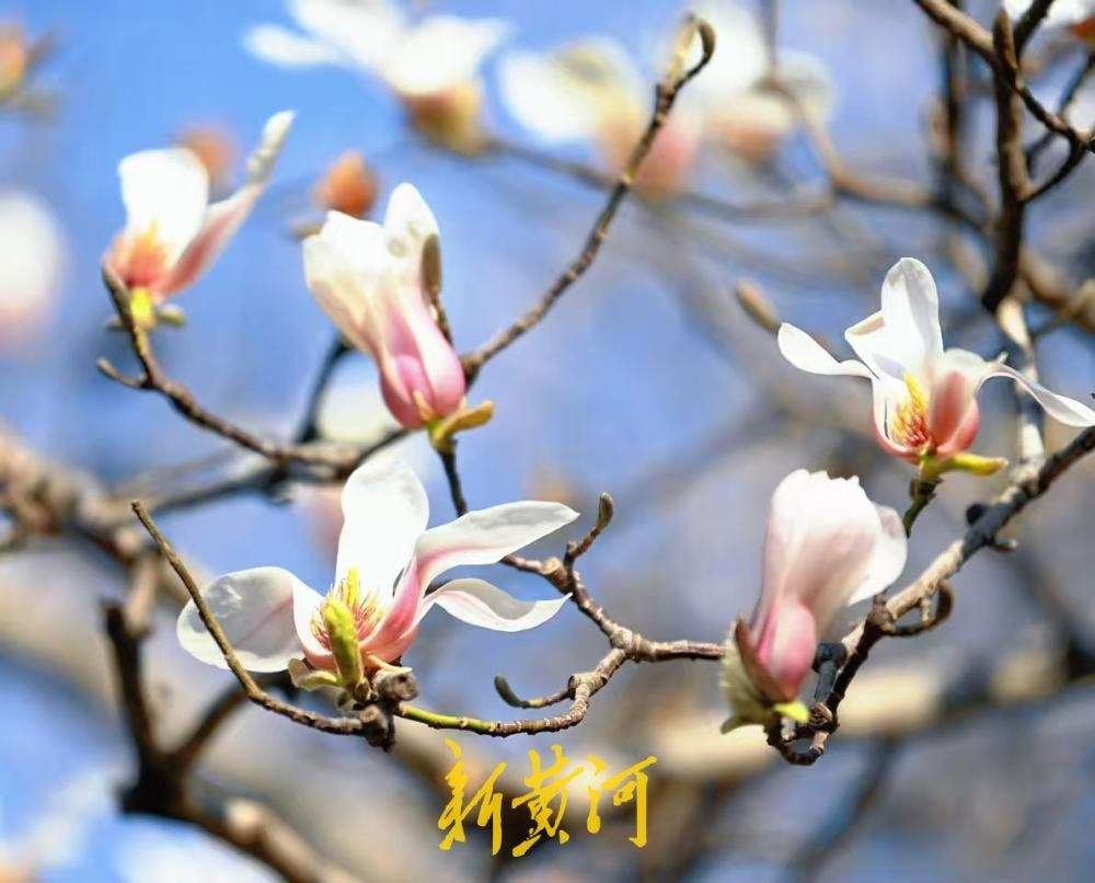 济南百花公园多株玉兰悄然绽放 三月中旬将进入盛花期