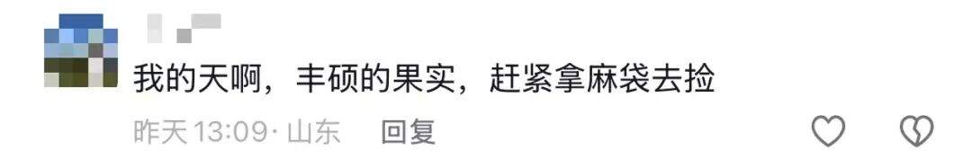 别吃，银杏果有毒！近期济南大量出现，很多人去捡……