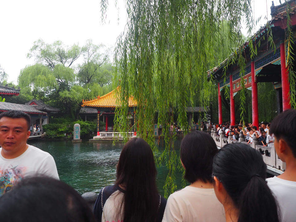 趵突泉游客留影的“黄金点位”，如今被垂柳枝条挡住了