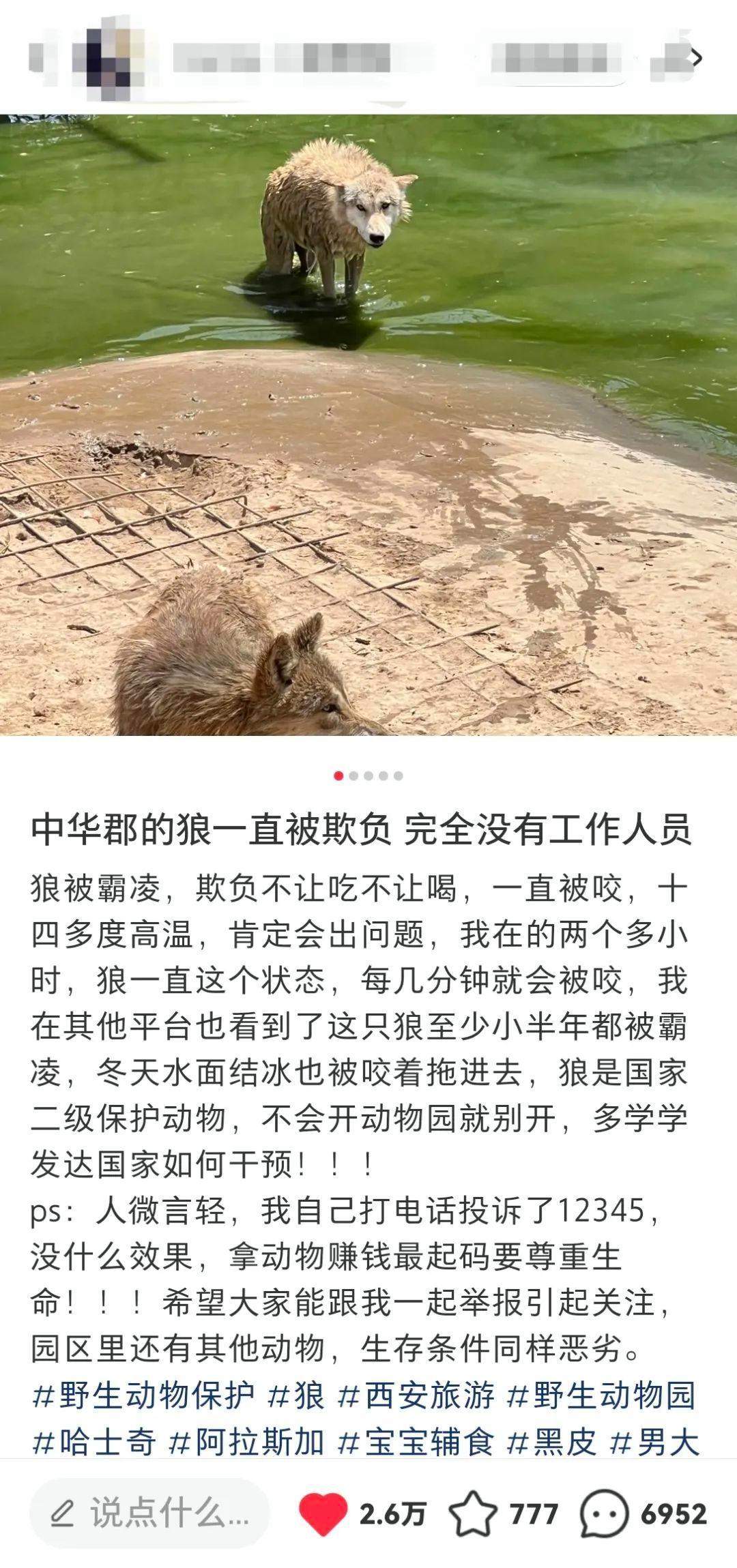 动物园有一头狼被其他狼孤立、霸凌？园方回应：只是狼群闹着玩，它老去挑衅别的狼