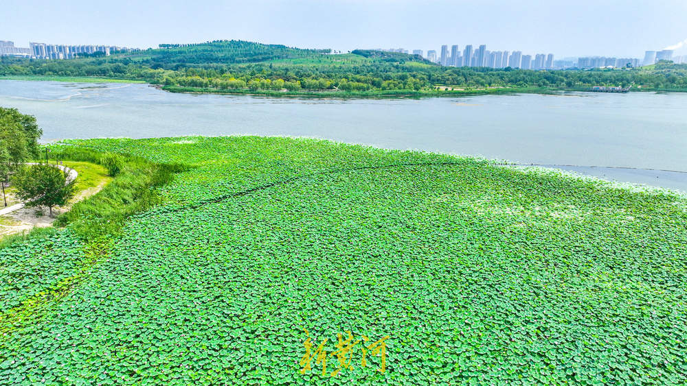 一年四季 泉在济南｜夏末诗意盛景 华山湿地呈现“接天莲叶无穷碧”