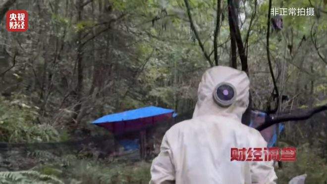 “杀人蜂”遭滥养 有人赚得盆满钵满 央视曝光