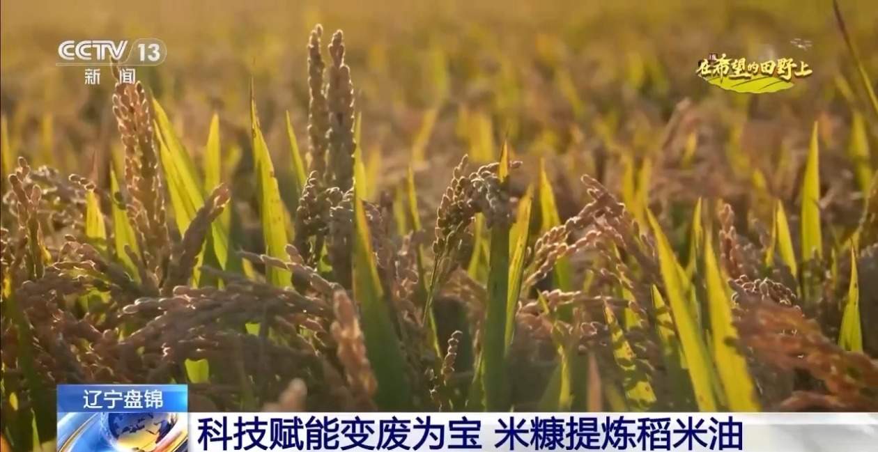 秋粮丰收在望 10月的神州大地是金色的