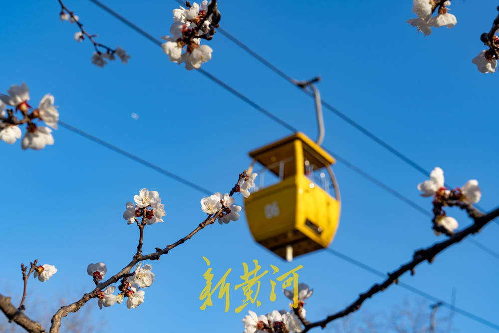 杏花飘香！春日“迷失”在千佛山的杏花林