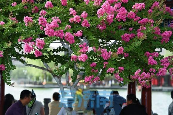 济南大明湖畔“夏紫薇”盛夏迎风开