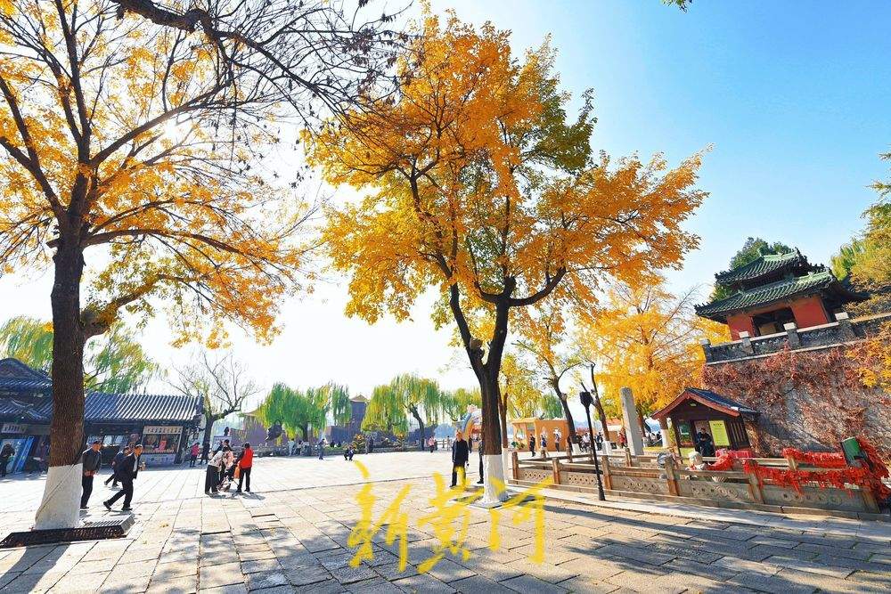 济南大明湖畔银杏树披金衣，市民打卡赏秋景