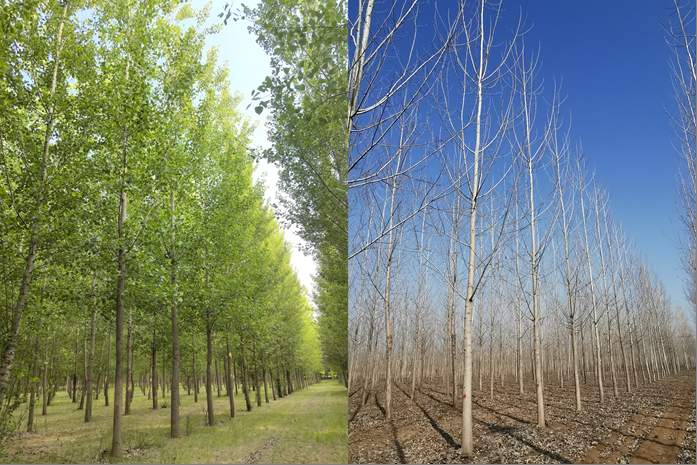 11年，为了一棵不飘絮的树