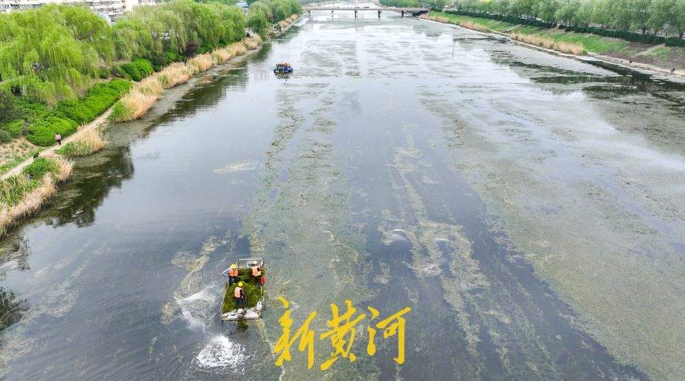 腊山分洪道水草进入生长旺季 打捞船河面穿梭作业清理