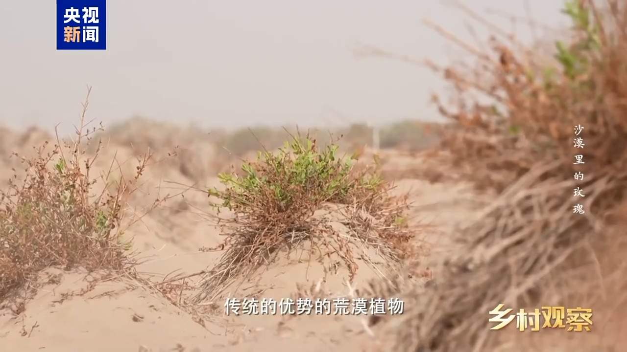 视频丨荒漠也可以成花海 看“沙漠玫瑰”背后的生态之变