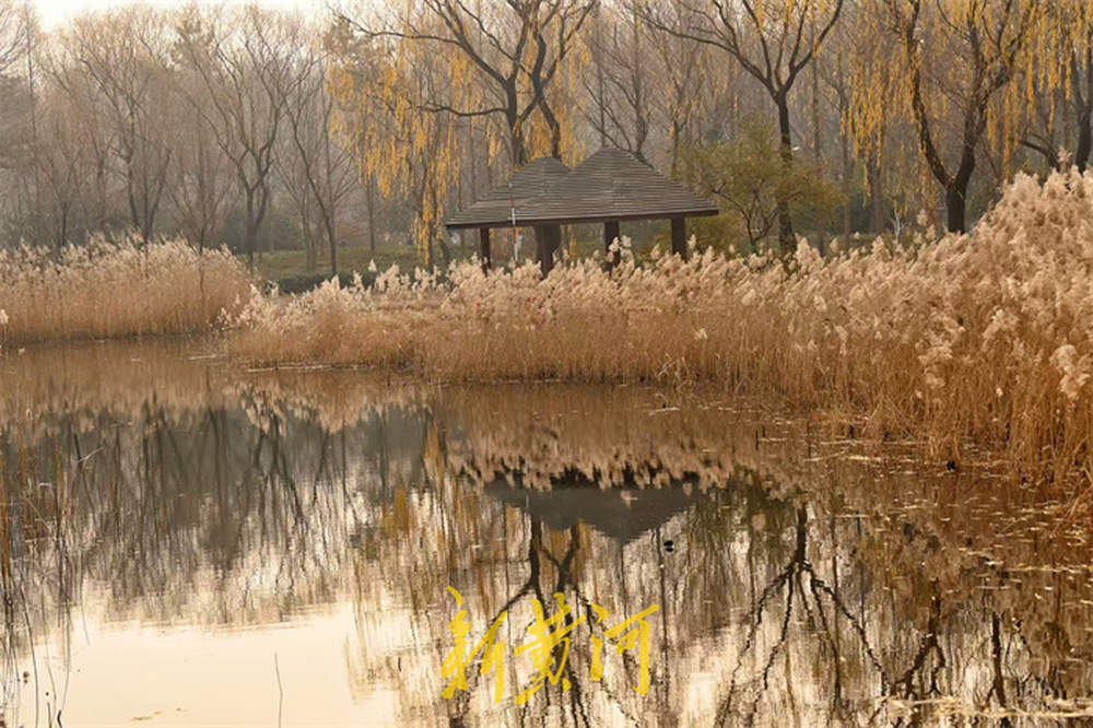 冬日芦苇别样美