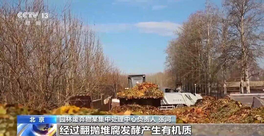 景区禁止游客捡枫叶,网友质疑“太小气”,最新回应