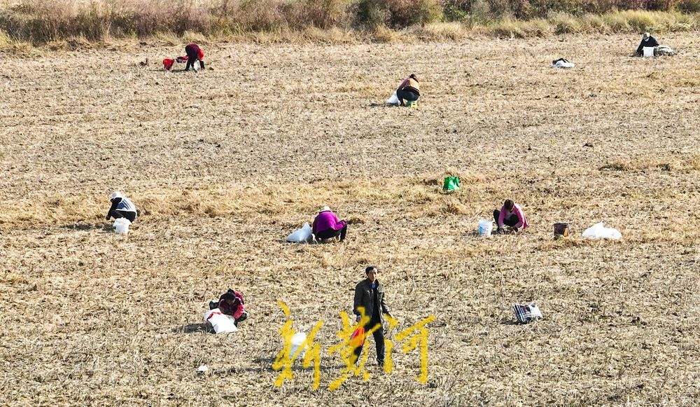 济南秋收颗粒归仓：机器轰鸣收割大豆，人工拾穗紧随其后