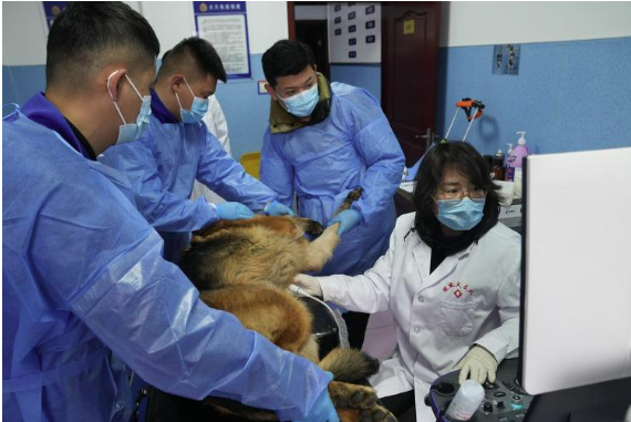 山东给搜救犬装上“基因芯片”与“空中天眼”