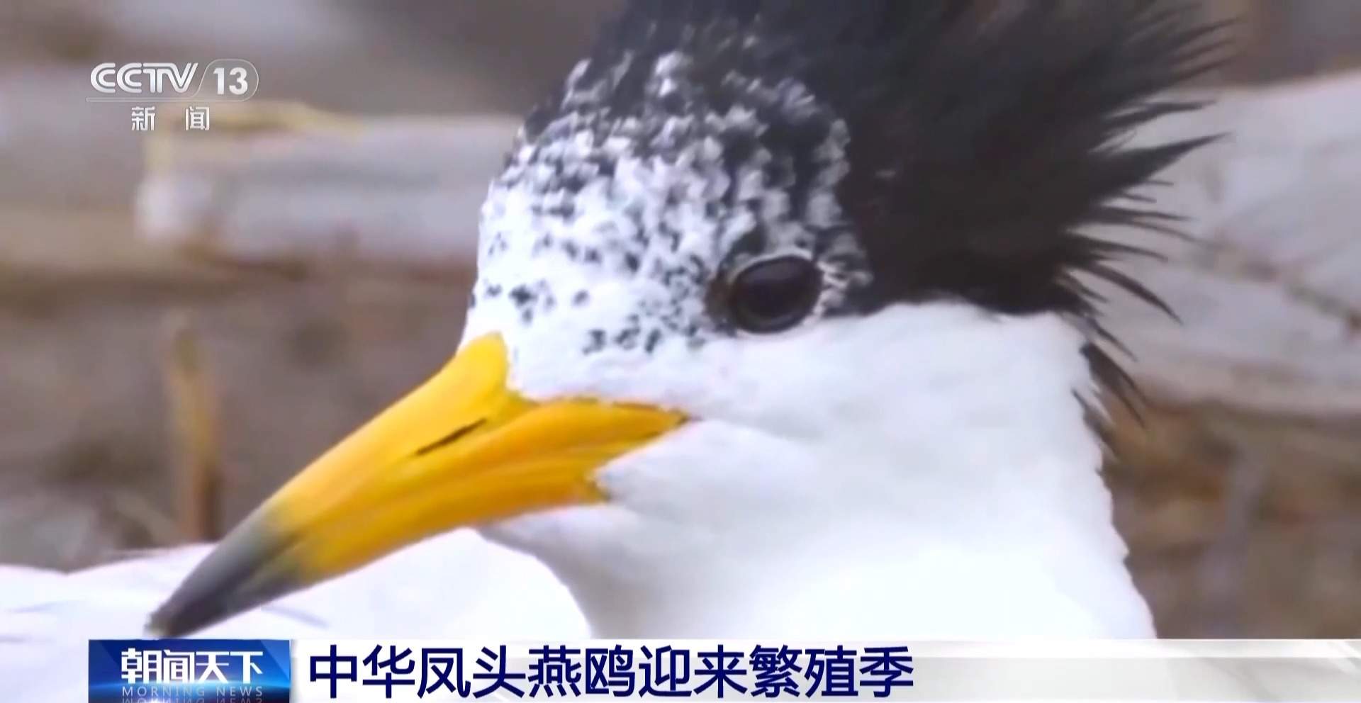 全球珍稀濒危鸟类“神话之鸟”迎来繁殖季