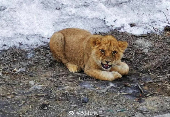 高速路边惊现非洲狮幼崽 初步判断系运输途中遗落