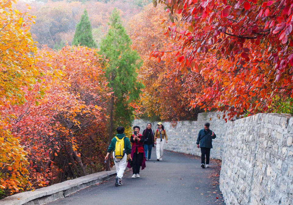 济南市区红叶集中观赏圣地，南外环蚰蜒山红彤彤一片