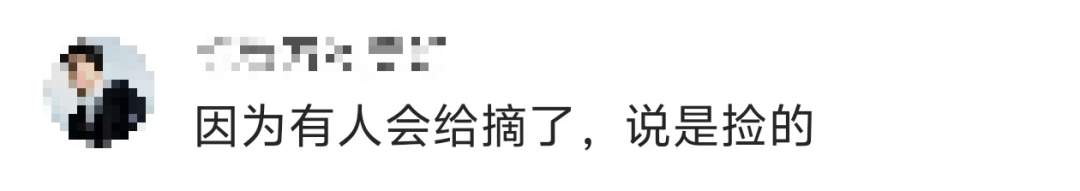 景区禁止游客捡枫叶,网友质疑“太小气”,最新回应