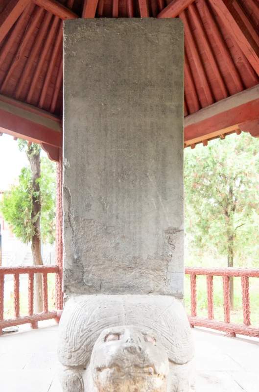 古树长歌 