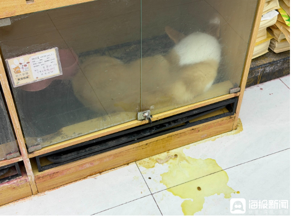 “免费”变“分期”?宠物店暗藏“猫贷”陷阱