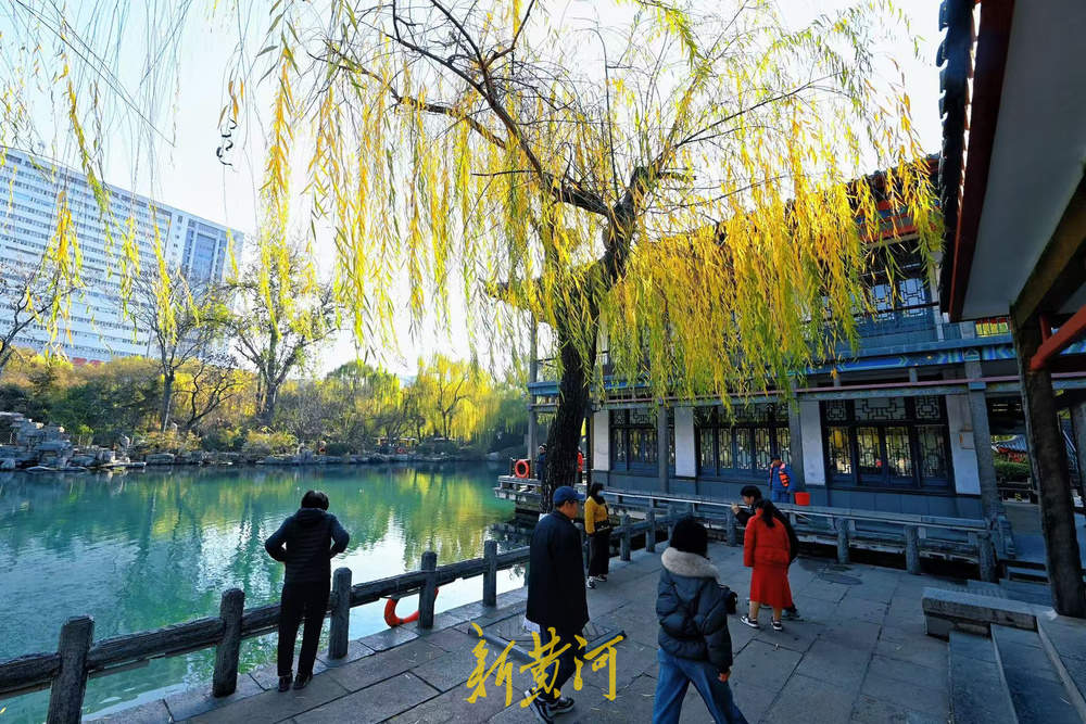 济南泉畔翠柳披“金”绘就冬日美景
