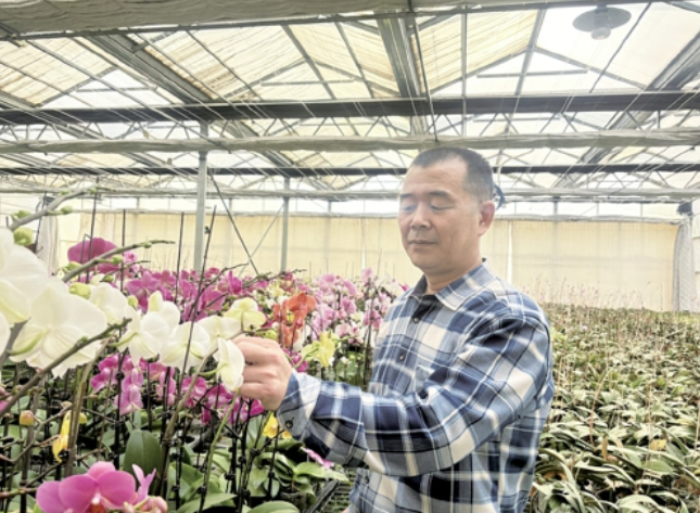 本地花农培育本土蝴蝶兰领跑济南年宵花市场